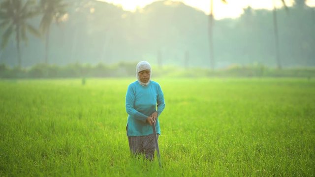 Asian female manual worker in the tropical rice field of Java Indonesia 