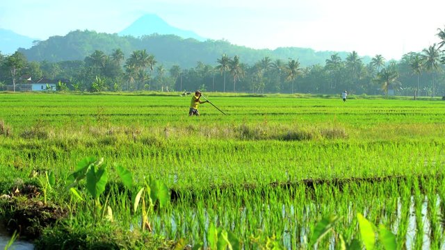 Manual farm worker using tool for irrigation in rice fields Mt Merapi Java 