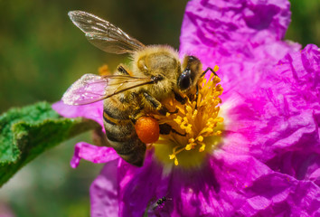 Macro Honey bee collecting pollen from pink flower. Carrying ball of pollen on leg. Beauty in nature.