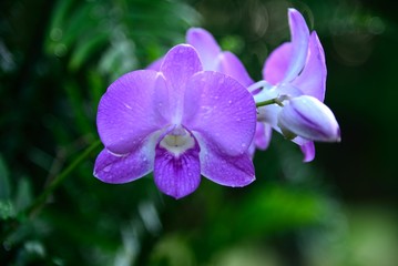 purple Phalaenopsis orchid flowers with natural background.