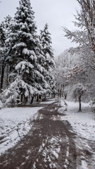 Winter Landscape of South Park with snow covered trees in city of Sofia, Bulgaria