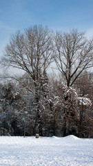 Winter Landscape of South Park with snow covered trees in city of Sofia, Bulgaria