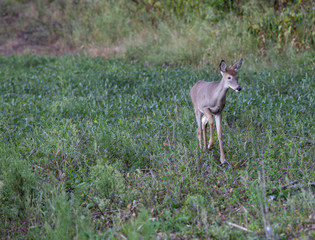 Cautious deer in soybeans