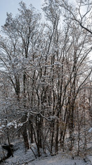 Winter Landscape of South Park with snow covered trees in city of Sofia, Bulgaria