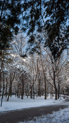 Winter Landscape of South Park with snow covered trees in city of Sofia, Bulgaria