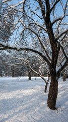 Fototapeta na wymiar Winter Landscape of South Park with snow covered trees in city of Sofia, Bulgaria