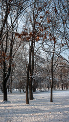 Winter Landscape of South Park with snow covered trees in city of Sofia, Bulgaria