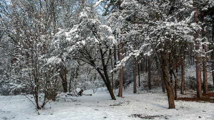 Winter Landscape of South Park with snow covered trees in city of Sofia, Bulgaria