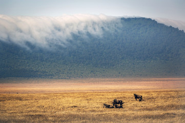 Gnus roaming inside the Ngorongoro crater in Tanzania, Africa