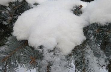 snow covered fir branches
