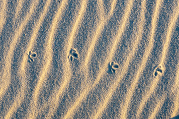 Fototapeta na wymiar Tracks is the sand
