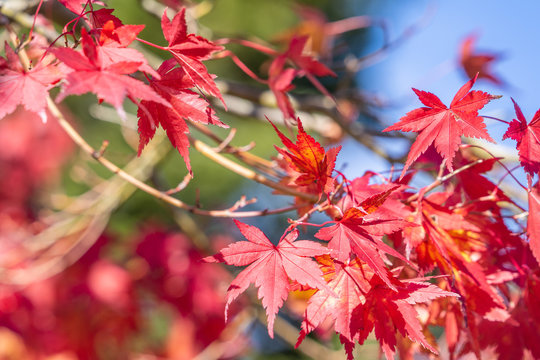 Beautiful red maple leaves in autumn sunny day, blue sky, close up, copy space, macro
