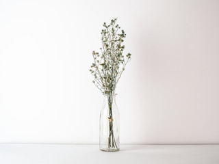 Bouquet of dried and wilted green Gypsophila flowers in glass bottle on white floor and background