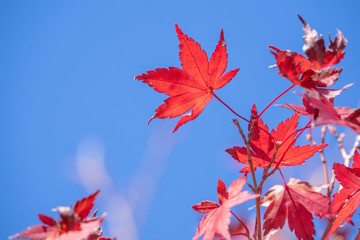 Beautiful red maple leaves in autumn sunny day, blue sky, close up, copy space, macro