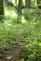 Fototapeta premium Slim Trails