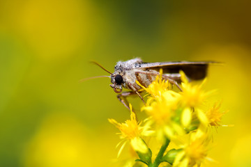Polites peckius