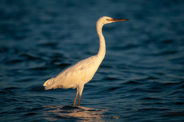 Reddish Egret White Morph in water