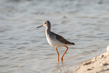 Lesser Yellow Legs in coastal pond