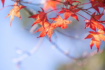 Beautiful red maple leaves in autumn sunny day, blue sky, close up, copy space, macro