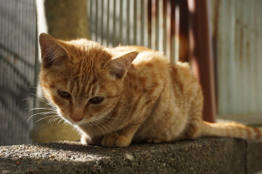 56 Best 茶色い猫 Images Stock Photos Vectors Adobe Stock