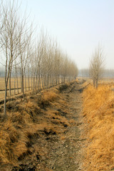 Obraz premium Poplar and dry ditch
