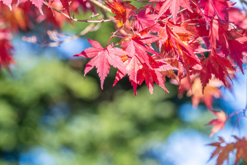 Beautiful red maple leaves in autumn sunny day, blue sky, close up, copy space, macro