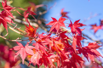 Beautiful red maple leaves in autumn sunny day, blue sky, close up, copy space, macro