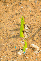 Hosta plantaginea seedling