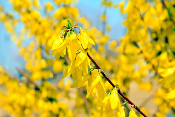 Arabesques of forsythia flowers in a garden