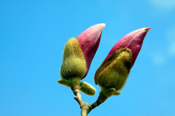 Fototapeta premium Magnolia denudata in the sky