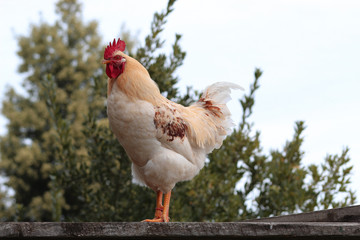 Rooster