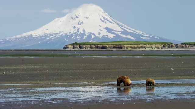 Alaskan mother Brown Bear and cubs with Mt Redoubt volcano Katmai Peninsula Coastline National Park Reserve Wilderness Alaska USA 
