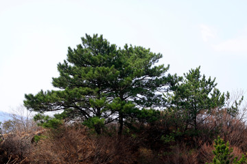 dead trees in the mountains