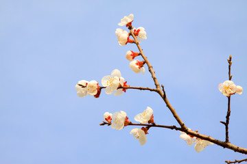 Apricot blossom in the wild