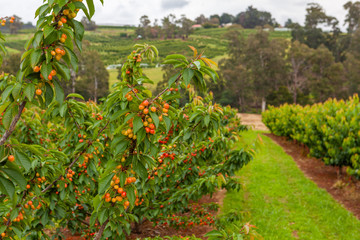 Cherries ripening on trees in cherry farm