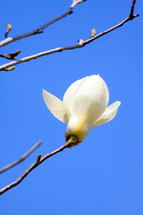white magnolia flower