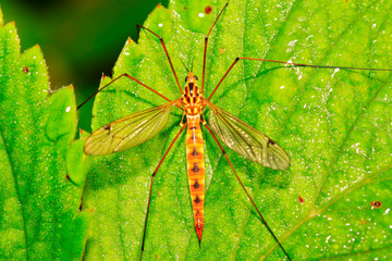 mosquitoes insects on green leaf