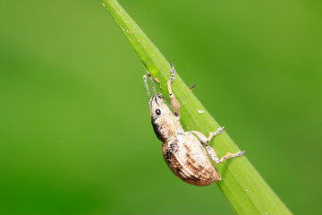 weevil, a kind of insect has a long nose
