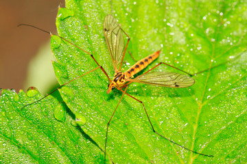 mosquitoes insects on green leaf