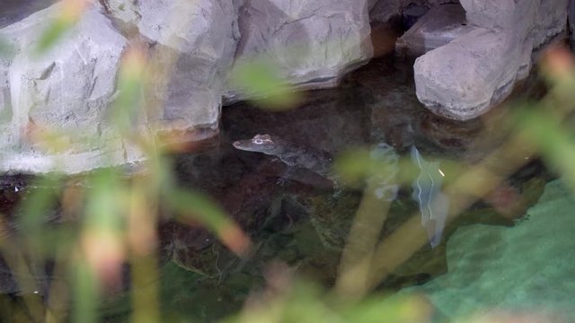 Caiman swimming in the water.