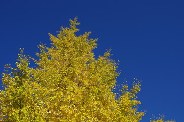 Fototapeta premium イチョウと青空