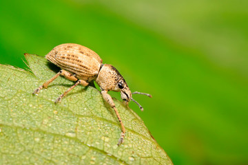 weevil, a kind of insect has a long nose