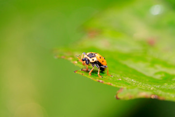 Ladybug