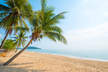 Beautiful landscape of coconut palm tree on tropical beach (seascape) in summer. Summer background...