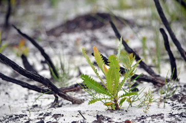 Small Banksia serrata seedling growing in sandy soil in heath in front of burnt and blackened branches following a bushfire.  Royal National Park, New South Wales, Australia