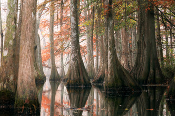 Beautiful bald cypress trees in autumn rusty-colored foliage and Nyssa aquatica water tupelo, their reflections in lake water. Chicot State Park, Louisiana, US