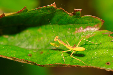 mantis perched on the leaves