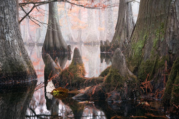 Beautiful bald cypress trees in autumn rusty-colored foliage and Nyssa aquatica water tupelo, their...