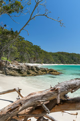 Stunning view of Murrays Beach, located within Booderee National Park in Jervis Bay Territory, a three hours drive south of Sydney, New South Wales, Australia. Driftwood tree log, crystal clear water.
