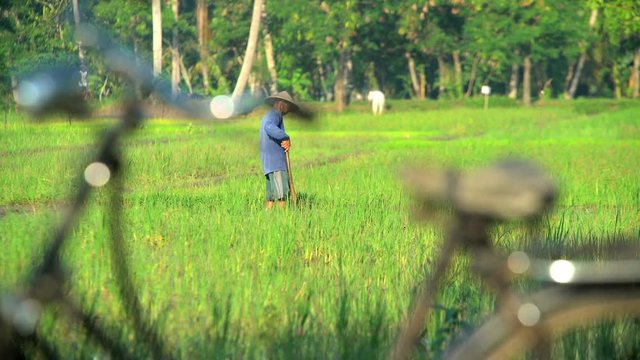Workers bicycle by male manual farmer irrigating rice field Java Indonesia 